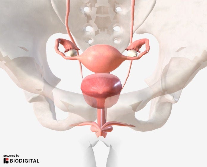 Preview of a 3D animation showing the female genitourinary system