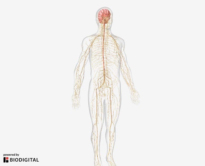 Preview of a 3D animation showing the nervous system